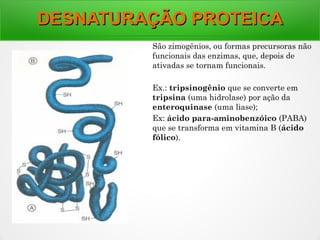 DESNATURAÇÃO PROTEICADESNATURAÇÃO PROTEICA
São zimogênios, ou formas precursoras não
funcionais das enzimas, que, depois de
ativadas se tornam funcionais.
Ex.: tripsinogênio que se converte em
tripsina (uma hidrolase) por ação da
enteroquinase (uma liase);
Ex: ácido para-aminobenzóico (PABA)
que se transforma em vitamina B (ácido
fólico).
 
