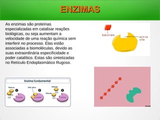 ENZIMASENZIMAS
As enzimas são proteínas
especializadas em catalisar reações
biológicas, ou seja aumentam a
velocidade de uma reação química sem
interferir no processo. Elas estão
associadas a biomoléculas, devido as
suas extraordinária especificidade e
poder catalítico. Estas são sintetizadas
no Retículo Endoplasmático Rugoso.
 