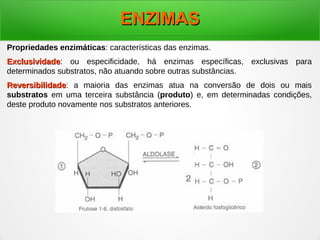 Propriedades enzimáticas: características das enzimas.
ExclusividadeExclusividade: ou especificidade, há enzimas específicas, exclusivas para
determinados substratos, não atuando sobre outras substâncias.
ReversibilidadeReversibilidade: a maioria das enzimas atua na conversão de dois ou mais
substratos em uma terceira substância (produto) e, em determinadas condições,
deste produto novamente nos substratos anteriores.
ENZIMASENZIMAS
 