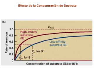 Efecto de la Concentración de Sustrato
 