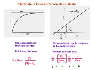 Efecto de la Concentración de Sustrato




  Representación de       Representación doble recíproca
  Michaelis-Menten        de Lineweaver-Burk

  Difícil calcular Vmax   Permite calcular Vmax

                          1       Km      1   1
              [S]             =             +
V = Vmax                  V       Vmax   [S] Vmax
           [S] + Km
                          y =      m     x +      b
 