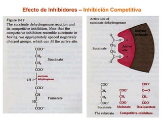 Efecto de Inhibidores – Inhibición Competitiva
 
