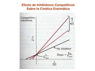 Efecto de Inhibidores Competitivos
   Sobre la Cinética Enzimática
 