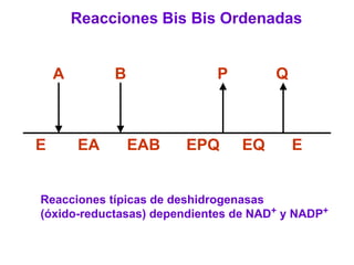 Reacciones Bis Bis Ordenadas


    A        B              P         Q



E       EA       EAB   EPQ      EQ        E


Reacciones típicas de deshidrogenasas
(óxido-reductasas) dependientes de NAD+ y NADP+
 