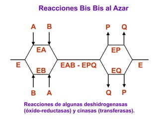 Reacciones Bis Bis al Azar

      A        B                    P        Q


          EA                            EP

E                  EAB - EPQ                       E
          EB                            EQ


      B        A                    Q        P
    Reacciones de algunas deshidrogenasas
    (óxido-reductasas) y cinasas (transferasas).
 
