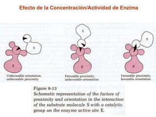Efecto de la Concentración/Actividad de Enzima
 