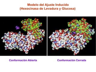 Modelo del Ajuste Inducido
       (Hexocinasa de Levadura y Glucosa)




Conformación Abierta         Conformación Cerrada
 