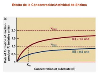 Efecto de la Concentración/Actividad de Enzima
 