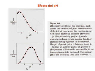 Efecto del pH
 