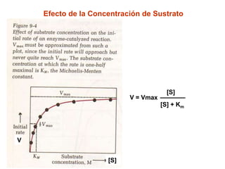 Efecto de la Concentración de Sustrato




                                        [S]
                           V = Vmax
                                      [S] + Km




V


                     [S]
 