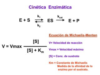 Cinética Enzimática
               k1           kcat
      E+S             ES            E+P
               k2

                      Ecuación de Michaelis-Menten
             [S]      V= Velocidad de reacción
V = Vmax
           [S] + Km   Vmax = Velocidad máxima

                      [S] = Conc. de sustrato

                      Km = Constante de Michaelis
                           Medida de la afinidad de la
                            enzima por el sustrato.
 