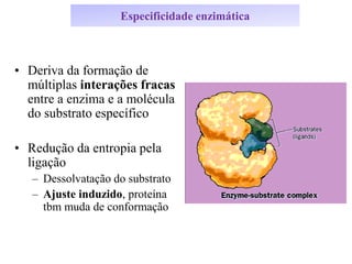 Especificidade enzimática
• Deriva da formação de
múltiplas interações fracas
entre a enzima e a molécula
do substrato específico
• Redução da entropia pela
ligação
– Dessolvatação do substrato
– Ajuste induzido, proteína
tbm muda de conformação
 