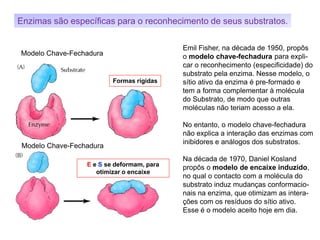 Formas rígidas
E e S se deformam, para
otimizar o encaixe
Emil Fisher, na década de 1950, propôs
o modelo chave-fechadura para expli-
car o reconhecimento (especificidade) do
substrato pela enzima. Nesse modelo, o
sítio ativo da enzima é pre-formado e
tem a forma complementar à molécula
do Substrato, de modo que outras
moléculas não teriam acesso a ela.
No entanto, o modelo chave-fechadura
não explica a interação das enzimas com
inibidores e análogos dos substratos.
Na década de 1970, Daniel Kosland
propôs o modelo de encaixe induzido,
no qual o contacto com a molécula do
substrato induz mudanças conformacio-
nais na enzima, que otimizam as intera-
ções com os resíduos do sítio ativo.
Esse é o modelo aceito hoje em dia.
Enzimas são específicas para o reconhecimento de seus substratos.
Modelo Chave-Fechadura
Modelo Chave-Fechadura
 