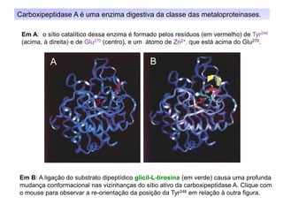 Carboxipeptidase A é uma enzima digestiva da classe das metaloproteinases.
Em B: A ligação do substrato dipeptídico glicil-L-tirosina (em verde) causa uma profunda
mudança conformacional nas vizinhanças do sítio ativo da carboxipeptidase A. Clique com
o mouse para observar a re-orientação da posição da Tyr248 em relação à outra figura.
Em A: o sítio catalítico dessa enzima é formado pelos resíduos (em vermelho) de Tyr248
(acima, à direita) e de Glu270 (centro), e um átomo de Zn2+, que está acima do Glu270.
A B
 