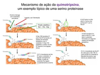 Mecanismo de ação da quimotripsina,
um exemplo típico de uma serino proteinase
O H+ é transferido da His-
57 para o substrato. A
ligação susceptível é
clivada, e parte do
substrato fica ligado
covalentemente à enzima
A H2O entra no sítio
ativo e forma uma
ponte de H+ com a
His-57
A H2O transfere H+
para a His-57 e –OH
para o substrato,
formando um segundo
estado de transição
tetraédrico
O H+ é transferido da His-57
de volta para a Ser-195. A
outra porção do substrato é
liberada da enzima, que
retorna ao estado inicial
Ligação a ser hidrolisada
Enzima interage
com substratos
aromátcos
Tríade catalítica
Ser – His - Asp
A Ser-195 transfere H+
para His-57 formando um
estado de transição
tetraédrico com o
substrato. O Asp-102
estabiliza o próton na His-
57 fazendo uma ligação
iônica
 