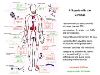 A Superfamília das
Serpinas
serpinas inibitórias
serpinas não inibitórias
alpha1-PI A5
alpha1-ACT A3
ov-serpins B*
maspin –B5
PI14 – I2
PCI – A5
alfa1-ACT – A3
C1 Inh G1
ov-serpins B*
CBG – A6
TBG – A7
centerin – B9
apoptosis
Microbial infection
fibrinolysis
angiogenesis
PEDF - F1
maspin- B5
ATIII - C1
PAI1 – C5
Blood pressure regulation
alpha1-PI A5
alpha1-ACT A3
KAL A4
ov-serpins B*
Inflammation &
Complement activation
Hormone transport
Neurotropic factors
Alzheimer disease
Tumor cell invasion alfa1-ACT – A3
Prohormone conversion
Renal development
AGT – A8
megsin – B7
Sperm development
PCI – A5
Coagulation
B-cell development
ECM maintainance and
remodelling
PCI – A5
ATIII – C1
HCFII – D1
PAII – E1
alphaPI – A1
alpha1- ACT – A3
PAI – E1
PN1 – E2
HSP47 – H1
PEDF – F1
neuroserpin I-1
PN1 – E2
AGT A8
PAI1 – C5
PAI2 – B2
alpha2-AP – F2
• são conhecidas cerca de 500
serpinas (até set.2001)
•apresentam 1 cadeia com 350-
500 aminoácidos
•filogenéticamente formam 16 clãs
•a maioria tem atividade como
inibidor de serino proteinases
•existem serpinas não inibitórias
•a figura ao lado mostra vários
processos fisiológicos e/ou
patológicos nos quais existe
participação de serpinas
 