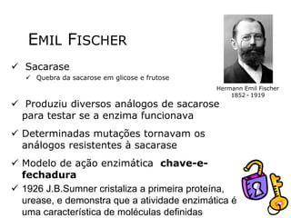 EMIL FISCHER
✓ Sacarase
✓ Quebra da sacarose em glicose e frutose
✓ Produziu diversos análogos de sacarose
para testar se a enzima funcionava
✓ Determinadas mutações tornavam os
análogos resistentes à sacarase
✓ Modelo de ação enzimática chave-e-
fechadura
✓ 1926 J.B.Sumner cristaliza a primeira proteína,
urease, e demonstra que a atividade enzimática é
uma característica de moléculas definidas
Hermann Emil Fischer
1852 - 1919
 
