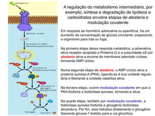 Em resposta ao hormônio adrenalina ou epenifrina, há um
aumento da concentração de glicose circulante, preparando
o organismo para luta ou fuga.
Na primeira etapa dessa resposta metabólica, a adrenalina
ativa receptor acoplado a Proteína G e a subunidade αS por
alosteria ativa a enzima de membrana adenilato ciclase,
formando AMP cíclico.
Numa segunda etapa de alosteria, o AMP cíclico ativa a
proteína quinase A (PKA), ligando-se à sua unidade regula-
tória e liberando a unidade catalítica ativa.
Na terceira etapa, ocorre modulação covalente em que a
PKA fosforila a fosforilase quinase, tornando-a ativa.
Na quarta etapa, também por modulação covalente, a
fosforilase quinase fosforila a glicogênio fosforilase,
ativando-a. Por fim, esta hidrolisa diretamente o glicogênio
liberando glicose-1-fosfato para a via glicolítica.
A regulação do metabolismo intermediário, por
exemplo, síntese e degradação de lipídeos e
carboidratos envolve etapas de alosteria e
modulação covalente
 