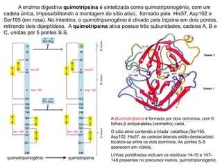 A Quimotripsina é formada por dois domínios, com 6
folhas β antiparalelas (vermelho) cada.
O sítio ativo contendo a tríade catalítica (Ser195,
Asp102, His57, as cadeias laterais estão destacadas)
localiza-se entre os dois domínios. As pontes S-S
aparecem em violeta.
Linhas pontilhadas indicam os resíduos 14-15 e 147-
148 presentes no precursor inativo, quimotripsinogenio.
quimotripsinogênio quimotripsina
A enzima digestiva quimotripsina é sintetizada como quimotripsinogênio, com um
cadeia única, impossibilitando a montagem do sítio ativo, formado pela His57, Asp102 e
Ser195 (em rosa). No intestino, o quimotripsinogênio é clivado pela tripsina em dois pontos,
retirando dois dipeptídeos. A quimotripsina ativa possue três subunidades, cadeias A, B e
C, unidas por 5 pontes S-S.
 