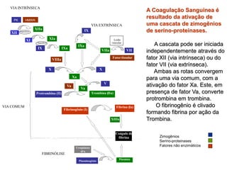 A Coagulação Sanguinea é
resultado da ativação de
uma cascata de zimogênios
de serino-proteinases.
A cascata pode ser iniciada
independentemente através do
fator XII (via intrínseca) ou do
fator VII (via extrínseca).
Ambas as rotas convergem
para uma via comum, com a
ativação do fator Xa. Este, em
presença de fator Va, converte
protrombina em trombina.
O fibrinogênio é clivado
formando fibrina por ação da
Trombina.
Zimogênios
Serino-proteinases
Fatores não enzimáticos
VIA COMUM
XIIIa
Protrombina (II) Trombina (IIa)
Fibrinogênio (I)
Fibrina (Ia)
Coágulo de
fibrina
Plasminogênio
Plasmina
Uroquinase
tPA
FIBRINÓLISE
VIA INTRÍNSECA
Xa
X
VIIIa
IXaIX
XIa
XIIa
Superfície-
Va
PK HMWK
Superfície-
Va
V
VIA EXTRÍNSECA
X
VII
Lesão
vascular
Fatortissular
IX
IXa
VIIa
XII
XI
 