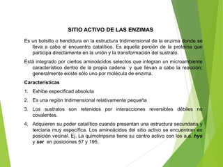 SITIO ACTIVO DE LAS ENZIMAS
Es un bolsillo o hendidura en la estructura tridimensional de la enzima donde se
lleva a cabo el encuentro catalítico. Es aquella porción de la proteína que
participa directamente en la unión y la transformación del sustrato.
Está integrado por ciertos aminoácidos selectos que integran un microambiente
característico dentro de la propia cadena y que llevan a cabo la reacción;
generalmente existe sólo uno por molécula de enzima.
Características
1. Exhibe especificad absoluta
2. Es una región tridimensional relativamente pequeña
3. Los sustratos son retenidos por interacciones reversibles débiles no
covalentes.
4. Adquieren su poder catalítico cuando presentan una estructura secundaria y
terciaria muy específica. Los aminoácidos del sitio activo se encuentran en
posición vecinal. Ej. La quimotripsina tiene su centro activo con los a.a. hys
y ser en posiciones 57 y 195.
 