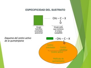 ESPECIFICIDAD DEL SUSTRATO
Esquema del centro activo
de la quimotripsina
CH2 – C – X
O
Grupo
hidrófibo
orientador
posicional
Grupo acilo
que contiene
el enlace
suseptible
Centro
orientador Centro
catalítico
Centro activo
Molécula de
quimotripsina
- CH2 – C – X
O
 