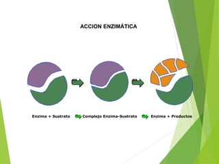 ACCION ENZIMÁTICA
Enzima + Sustrato Complejo Enzima-Sustrato Enzima + Productos
 