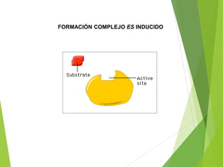 FORMACIÓN COMPLEJO ES INDUCIDO
 