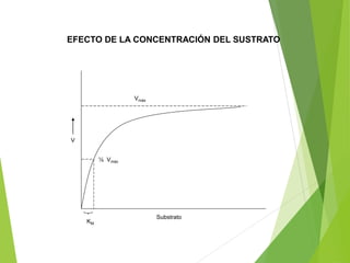 ½ Vmáx
KM
Vmáx
Substrato
V
EFECTO DE LA CONCENTRACIÓN DEL SUSTRATO
 