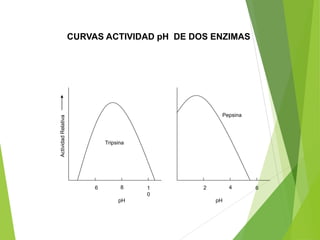 CURVAS ACTIVIDAD pH DE DOS ENZIMAS
Tripsina
Pepsina
Actividad
Relativa
6 8 1
0
2 4 6
pH pH
 