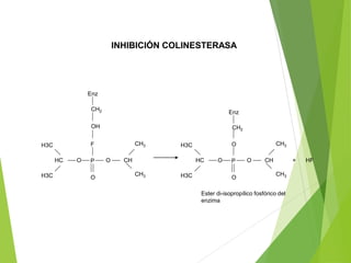 INHIBICIÓN COLINESTERASA
Enz
CH2
OH
F
P
O
O
O CH
HC
CH3
CH3
H3C
H3C
Enz
CH2
O
P
O
O
O CH
HC
CH3
CH3
H3C
H3C
+ HF
Ester di-isopropílico fosfórico del
enzima
 