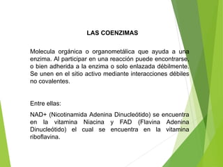 LAS COENZIMAS
Molecula orgánica o organometálica que ayuda a una
enzima. Al participar en una reacción puede encontrarse,
o bien adherida a la enzima o solo enlazada débilmente.
Se unen en el sitio activo mediante interacciones débiles
no covalentes.
Entre ellas:
NAD+ (Nicotinamida Adenina Dinucleótido) se encuentra
en la vitamina Niacina y FAD (Flavina Adenina
Dinucleótido) el cual se encuentra en la vitamina
riboflavina.
 