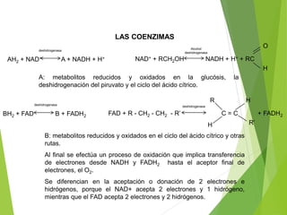 LAS COENZIMAS
A: metabolitos reducidos y oxidados en la glucósis, la
deshidrogenación del piruvato y el ciclo del ácido cítrico.
B: metabolitos reducidos y oxidados en el ciclo del ácido cítrico y otras
rutas.
Al final se efectúa un proceso de oxidación que implica transferencia
de electrones desde NADH y FADH2 hasta el aceptor final de
electrones, el O2.
Se diferencian en la aceptación o donación de 2 electrones e
hidrógenos, porque el NAD+ acepta 2 electrones y 1 hidrógeno,
mientras que el FAD acepta 2 electrones y 2 hidrógenos.
AH2 + NAD+ A + NADH + H+
deshidrogenasa
NAD+ + RCH2OH NADH + H+ + RC
H
O
Alcohol
deshidrogenasa
BH2 + FAD B + FADH2
deshidrogenasa
FAD + R - CH2 - CH2 - R’ C = C + FADH2
R’
H
deshidrogenasa
H
R
 