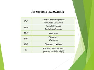 COFACTORES ENZIMÁTICOS
Zn2+
Alcohol deshidrogenasa
Anhidrasa carbónica
Mn2+
Fosfohidrolasas
Fosfotransferasas
Mg2+ Arginasa
Fe2+
Citocromo
Catalasa
Cu2+ Citocromo oxidasa
K+
Piruvato fosfoquinasa
(precisa también Mg2+)
 