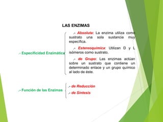 LAS ENZIMAS
.- Especificidad Enzimática:
.- Función de las Enzimas
.- Absoluta: La enzima utiliza como
sustrato una sola sustancia muy
específica.
.- Estereoquímica: Utilizan D y L
isómeros como sustrato.
.- de Grupo: Las enzimas actúan
sobre un sustrato que contiene un
determinado enlace y un grupo químico
al lado de éste.
.- de Reducción
.- de Síntesis
 