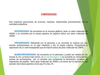 Son proteínas precursoras de enzimas, inactivas, relacionadas primariamente con la
actividad proteolítica.
PEPSINÓGENO: Se encuentre en la mucosa gástrica, tiene un peso molecular de
42500 y se convierte por la propia pepsina en pepsina activa con peso molecular de
34500.
TRIPSINÓGENO. Elaborada por el páncreas y se convierte en tripsina por una
enzima (enterocinasa) en el jugo intestinal y por la propia tripsina. Comprende la
separación de un solo hexapeptido que da tripsina activa de peso molecular de 23800.
QUIMOTRIPSINÓGENO: Se encuentra en el páncreas y puede ser aislado en las
formas A y B. La forma más común, el quimotripsinógeno A se convierte en varias formas
activas de quimotripsina por un proceso que comprende la eliminación sucesiva de
fragmentos de peptido. Tiene peso molecular de 25000 y se activa por la tripsina en una
escisión del enlace peptídico entre arg-15 e ileu-16.
CIMÓGENOS
 