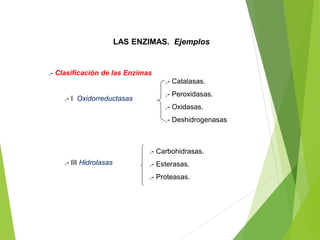LAS ENZIMAS. Ejemplos
.- Clasificación de las Enzimas
.- I Oxidorreductasas
.- III Hidrolasas
.- Catalasas.
.- Peroxidasas.
.- Oxidasas.
.- Deshidrogenasas
.- Carbohidrasas.
.- Esterasas.
.- Proteasas.
 