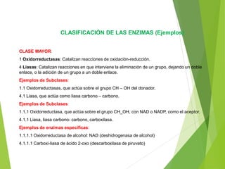 CLASIFICACIÓN DE LAS ENZIMAS (Ejemplos)
CLASE MAYOR:
1 Oxidorreductasas: Catalizan reacciones de oxidación-reducción.
4 Liasas: Catalizan reacciones en que interviene la eliminación de un grupo, dejando un doble
enlace, o la adición de un grupo a un doble enlace.
Ejemplos de Subclases:
1.1 Oxidorreductasas, que actúa sobre el grupo CH – OH del donador.
4.1 Liasa, que actúa como liasa carbono – carbono.
Ejemplos de Subclases:
1.1.1 Oxidorreductasa, que actúa sobre el grupo CH_OH, con NAD o NADP, como el aceptor.
4.1.1 Liasa, liasa carbono- carbono, carboxilasa.
Ejemplos de enzimas específicas:
1.1.1.1 Oxidorreductasa de alcohol: NAD (deshidrogenasa de alcohol)
4.1.1.1 Carboxi-liasa de ácido 2-oxo (descarboxilasa de piruvato)
 