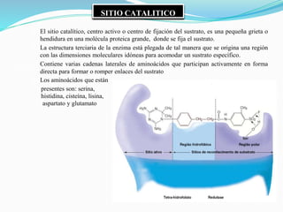 SITIO CATALITICO
✔ El sitio catalítico, centro activo o centro de fijación del sustrato, es una pequeña grieta o
hendidura en una molécula proteica grande, donde se fija el sustrato.
✔ La estructura terciaria de la enzima está plegada de tal manera que se origina una región
con las dimensiones moleculares idóneas para acomodar un sustrato específico.
✔ Contiene varias cadenas laterales de aminoácidos que participan activamente en forma
directa para formar o romper enlaces del sustrato
✔ Los aminoácidos que están
presentes son: serina,
histidina, cisteína, lisina,
aspartato y glutamato
 