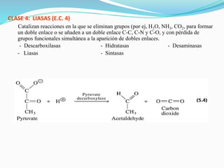 CLASE 4: LIASAS (E.C. 4)
Catalizan reacciones en la que se eliminan grupos (por ej, H2O, NH3, CO2, para formar
un doble enlace o se añaden a un doble enlace C-C, C-N y C-O, y con pérdida de
grupos funcionales simultánea a la aparición de dobles enlaces.
- Descarboxilasas - Hidratasas - Desaminasas
- Liasas - Sintasas
 
