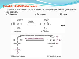 Catalizan la interconversión de isómeros de cualquier tipo, ópticos, geométricos
o de posición.
- Epimerasa - Racemasa - Mutasa
CLASE 5: ISOMERASAS (E.C. 5)
 