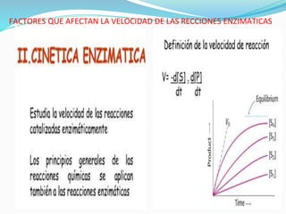 FACTORES QUE AFECTAN LA VELOCIDAD DE LAS RECCIONES ENZIMATICAS
 