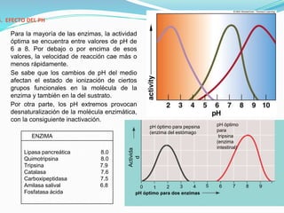 4. EFECTO DEL PH
Para la mayoría de las enzimas, la actividad
óptima se encuentra entre valores de pH de
6 a 8. Por debajo o por encima de esos
valores, la velocidad de reacción cae más o
menos rápidamente.
Se sabe que los cambios de pH del medio
afectan el estado de ionización de ciertos
grupos funcionales en la molécula de la
enzima y también en la del sustrato.
Por otra parte, los pH extremos provocan
desnaturalización de la molécula enzimática,
con la consiguiente inactivación.
ENZIMA pH
Fosfatasa alcalina 9.5
Lipasa pancreática 8.0
Quimotripsina 8.0
Tripsina 7.9
Catalasa 7.6
Carboxipeptidasa 7.5
Amilasa salival 6.8
Fosfatasa ácida 5.0
Pepsina 1.5
Activida
d
pH óptimo para dos enzimas
pH óptimo para pepsina
(enzima del estómago
pH óptimo
para
tripsina
(enzima
intestinal)
1
0 2 3 4 5 6 7 8 9
 