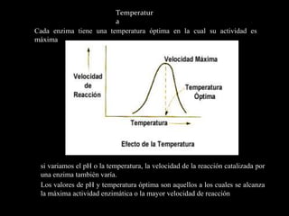 Temperatur
a
Cada enzima tiene una temperatura óptima en la cual su actividad es
máxima
si variamos el pH o la temperatura, la velocidad de la reacción catalizada por
una enzima también varía.
Los valores de pH y temperatura óptima son aquellos a los cuales se alcanza
la máxima actividad enzimática o la mayor velocidad de reacción
 