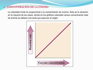 2. CONCENTRACIÓN DE LA ENZIMA
La velocidad inicial es proporcional a la concentración de enzima. Esta es la situación
en la mayoría de los casos, donde en los gráficos velocidad versus concentración total
de enzima se obtiene una recta que pasa por el origen
 