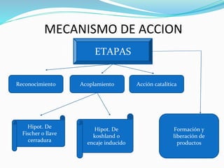 MECANISMO DE ACCION
ETAPAS
Reconocimiento
Formación y
liberación de
productos
Acoplamiento Acción catalítica
Hipot. De
Fischer o llave
cerradura
Hipot. De
koshland o
encaje inducido
 