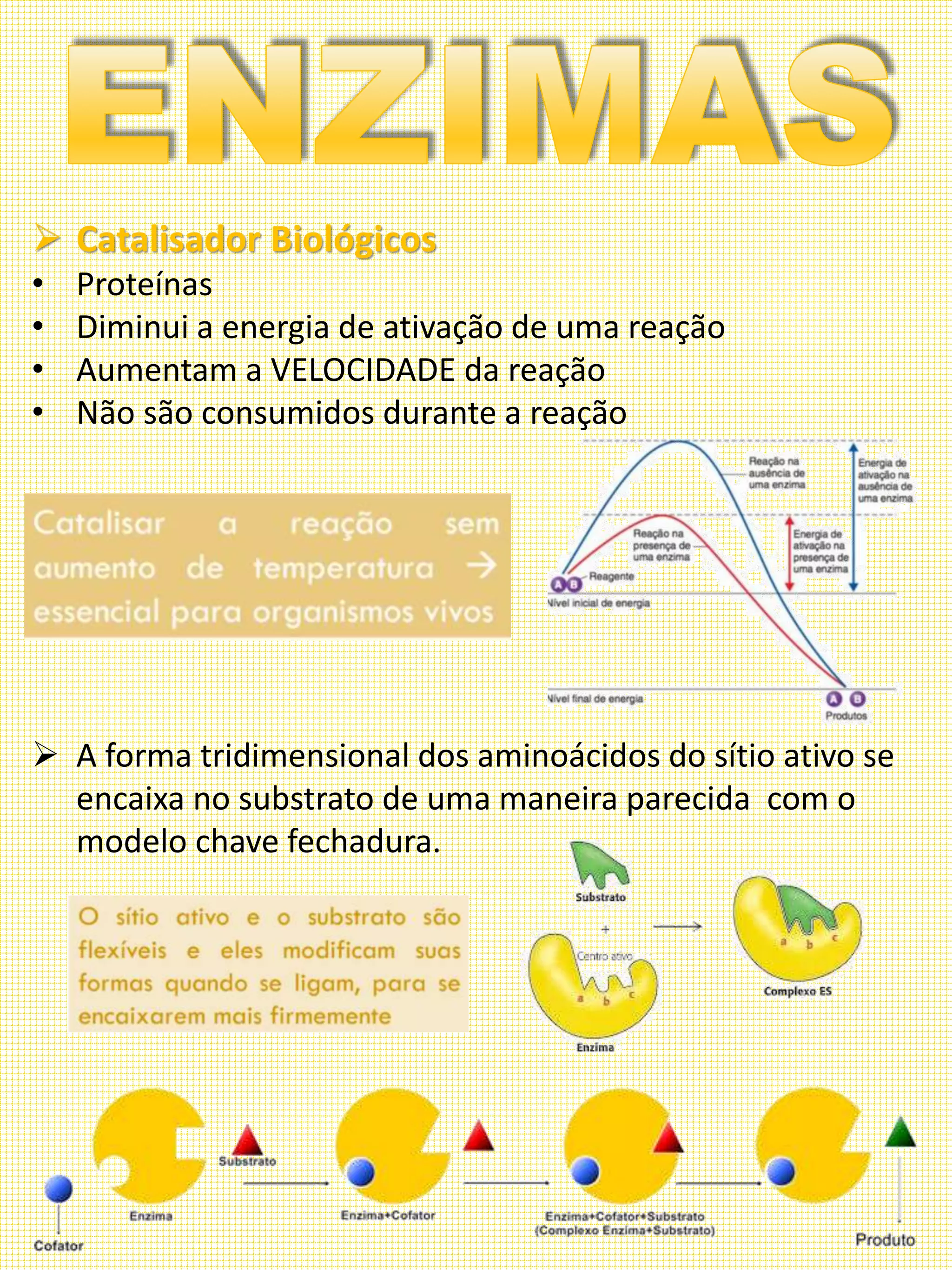 ENZIMAS | PDF
