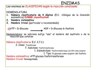 ENZIMAS
Las enzimas se CLASIFICAN según la reacción catalizada:
NOMENCLATURA
1. Número clasificatorio de 4 dígitos (E.C. –Códigos de la Comisión
enzimática) IUBMB classification
2. Nombre sistemático
3. Nombre trivial (particular o recomendado)
ATP + D-Glucosa ADP + D-Glucosa-6-fosfato
Nomenclatura: se adiciona sufijo “asa” al nombre del sustrato o de la
reacción que cataliza
Número clasificatorio: E.C. 2.7.1.1.
2. Clase: Transferasa
7. Subclase: Fosfotransferasa
1. Subsubclase: Fosfotransferasas con OH como aceptor
1. Tipo: D-glucosa como aceptor del fosfato
Nombre sistemático: ATP:glucosa fosfotransferasa
Nombre trivial: hexoquinasa
*
 