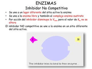 ENZIMAS
Inhibidor No Competitivo
• Se une a un lugar diferente del sitio activo la enzima
• Se une a la enzima libre y también al complejo enzima-sustrato
• Por acción del inhibidor disminuye la Vmax pero el valor de Km no se
altera
El inhibidor NO competitivo se une a la enzima en un sitio diferente
del sitio activo.
 