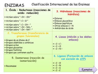 ENZIMAS Clasificación Internacional de las Enzimas
1. Óxido – Reductasas (reacciones de
oxido- reducción)
➢Actúan sobre ": CH – OH “
➢Actúan sobre ": C = O "
➢Actúan sobre ": C = CH – "
➢Actúan sobre ": CH – NH2 "
➢Actúan sobre ": CH – NH – "
3. Hidrolasas (reacciones de
hidrólisis)
➢Esteres
➢Enlaces glucosídico
➢Enlaces peptídicos
➢Otros enlaces C – N
➢Anhídridos de ácido
2. Transferasas (transferencia de
grupos funcionales)
➢Grupos de un átomo de C
➢Grupos aldehídos o cetónicos
➢Grupos acilos
➢Grupos glucosilos
➢Grupos fosfatos
➢Grupos que contienen azufre
4. Liasas (Adición a los dobles
enlaces)
➢: C = C :
➢: C = O
➢: C = N –
5. Isomerasas (reacción de
isomerización)
➢Racemasas
6. Ligasas (Formación de enlaces
con escisión de ATP)
➢: C – O
➢: C – N
➢: C – S
➢: C – C Ejemplos:
 